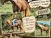 घोड़ी, Kentucky mountain daddle horse — फ़ोटो 1