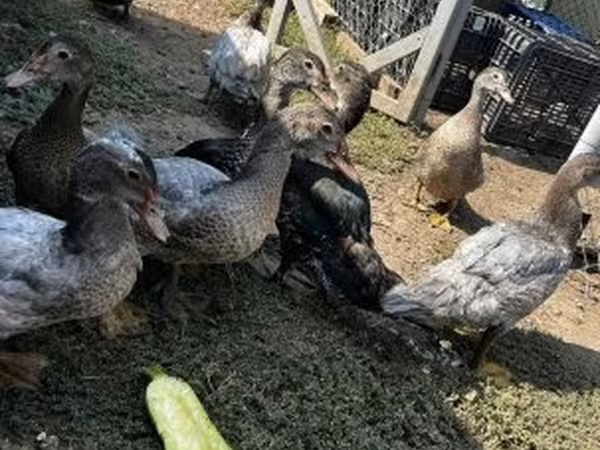 Ducks — Magyarország