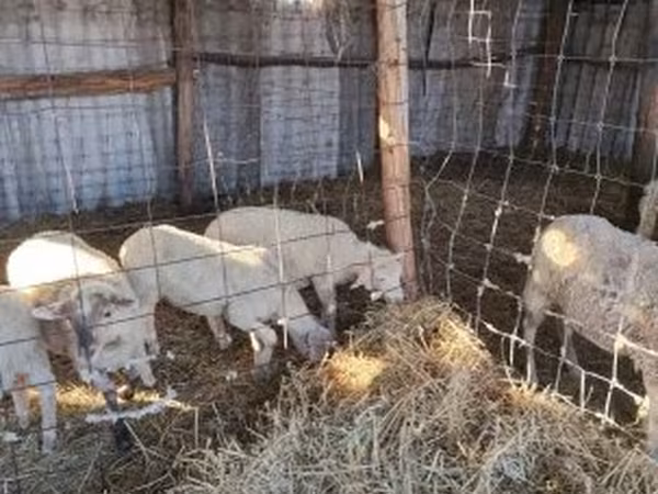 Kos, Juhok — Magyarország