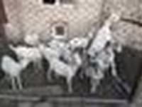 Cabras (lote, sexo no especificado), Saanen goat — foto 6