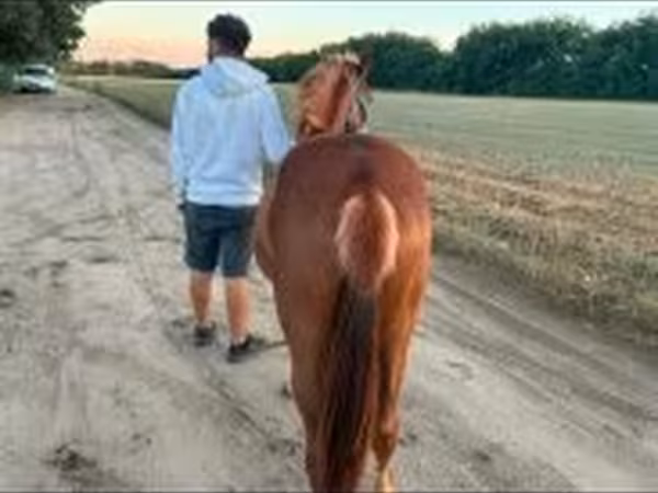 Конь, Лошади