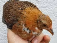 Chickens — 3. fotó