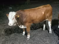 Taureau, Swiss cattle — photo 3