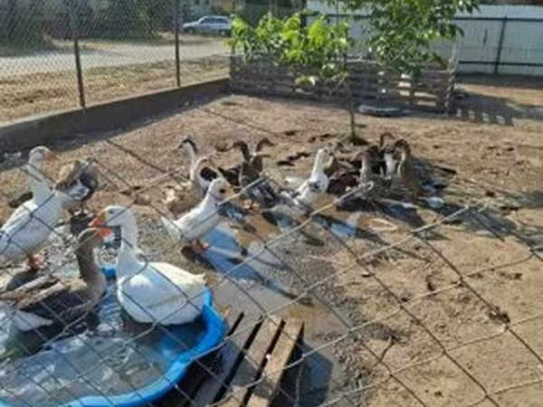 Ducks — Magyarország