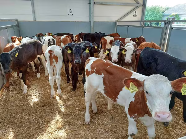 Szarvasmarha (tétel, nem megadva), Holstein fajta