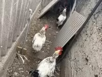Geese — फ़ोटो 4