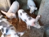 Pigs (batch, sex not specified), Pigs — photo 2
