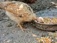 Chickens — photo 5