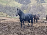 Cheval, Karachay horse — photo 5
