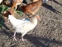 Chickens — الصورة 1