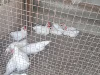 Chickens — फ़ोटो 2