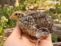 japán — 2. fotó
