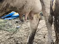 Vaca, Raça Holstein — foto 8