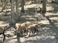 公山羊, Goats — 照片 2