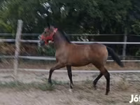 Kanca, Lipizzaner — 4. fotó