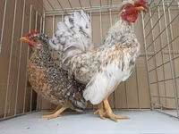 Chickens — फ़ोटो 6