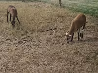 母羊, Cameroon sheep — 照片 3