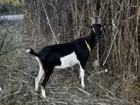 母山羊, Goats — 照片 3