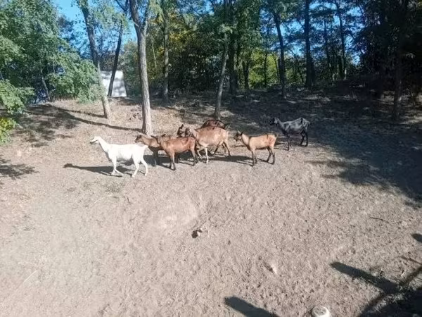 Козёл, Козлы