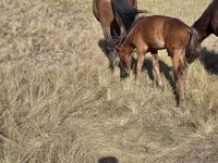 Klisna, Kazakh horse — foto 3