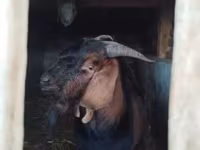 Kozioł, Nubian Goat — zdjęcie 1