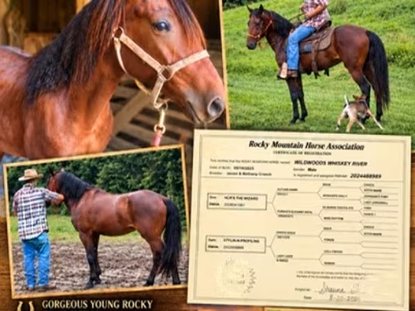Hing, Rocky Mountain Horse