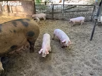 母猪, Pigs — 照片 5