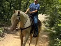Hengst, Kentucky mountain daddle horse — Foto 4