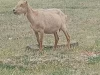 Kozel, Alpine goat — foto 1