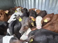 Býk, Simmental cattle — foto 5