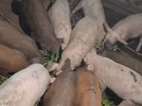 Sow, Pigs — photo 2
