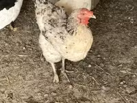Brahma — foto 3