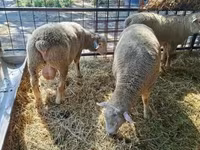 公羊, Ile-de-France sheep — 照片 7