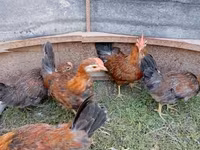 Chickens — 6-сурет