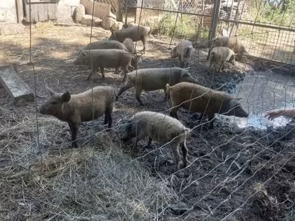 Pigs (batch, sex not specified),  — Hungary