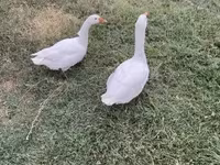 Geese — foto 3