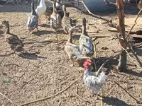 Ducks — 3-сурет