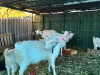 Goat, Pomellata goat — photo 7