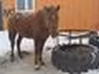 Jument, Kazakh horse — photo 5