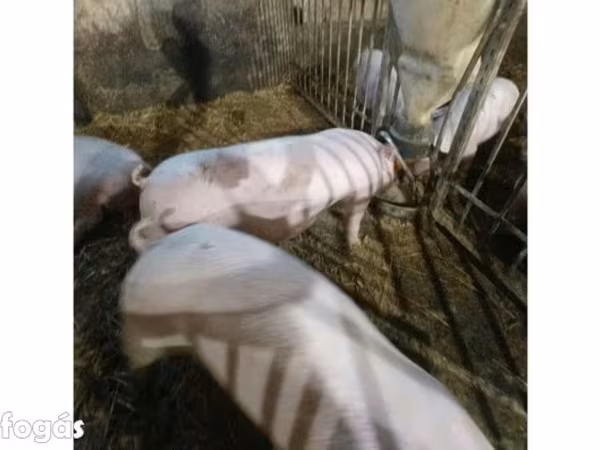 Süldőanya, Sertések — Magyarország