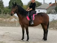 母马, Hungarian horse breed — 照片 5