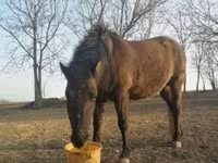 Hing, Hucul pony — 2. fotó
