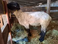 Sheep, White Suffolk sheep — photo 3