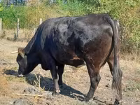 Vaca, Raza carpatiana marrón — foto 2