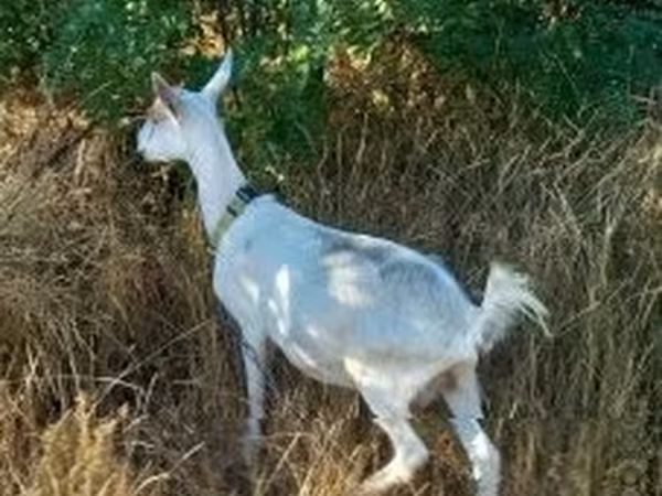 عنزة, Saanen goat — هنغاريا