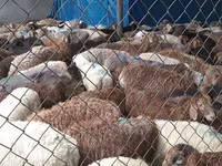 Ram, Sheep — photo 2