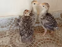 برونز — الصورة 1