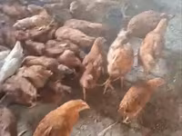 Chickens — 3. fotó