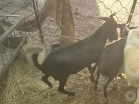 Ziege, Murcia-Granada goats — Foto 5