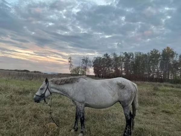 Égua, Horse breed
